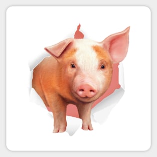 Cute Young Mini Pig Illustration Sticker